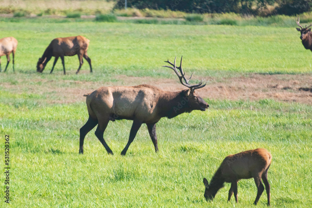 A Roosevelt Elk Buck walking among the herd. A Roosevelt Elk Buck walking among the herd.