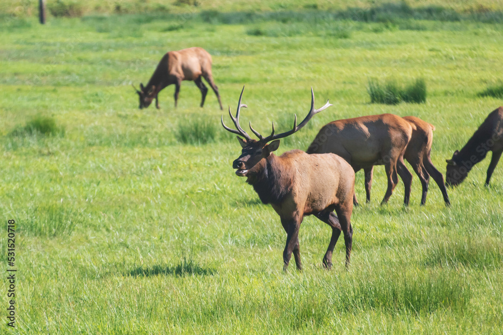 A Roosevelt Elk Buck walking among the herd. A Roosevelt Elk Buck walking among the herd.