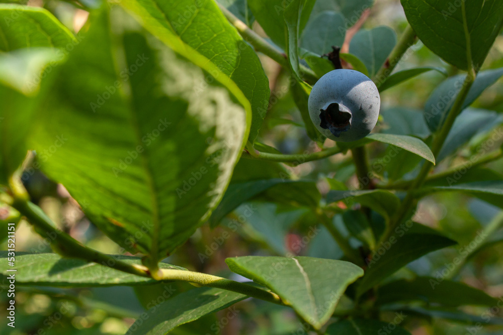 borówki amrykańskie