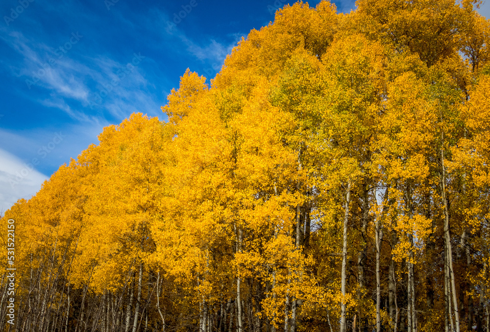 Golden Fall color Aspen Trees Golden Fall color Aspen Trees