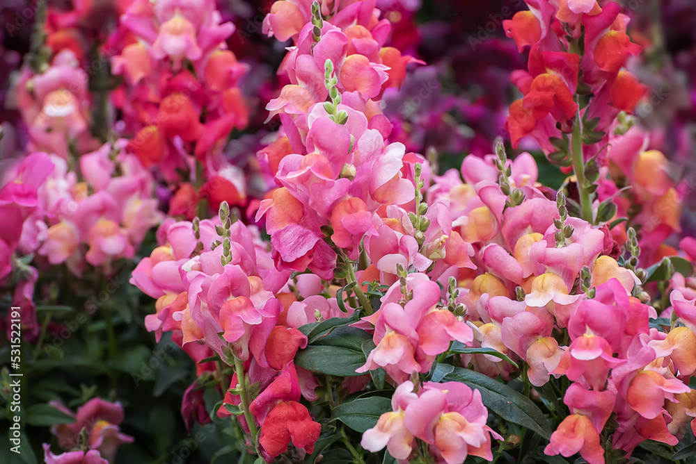 Antirrhinum, dragon flowers, snapdragons and dog flower Antirrhinum, dragon flowers, snapdragons and dog flower