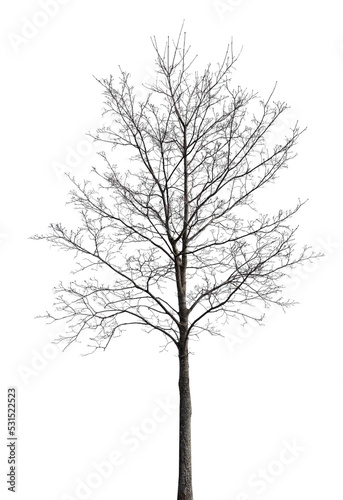 medium maple with bare branches isolated on white