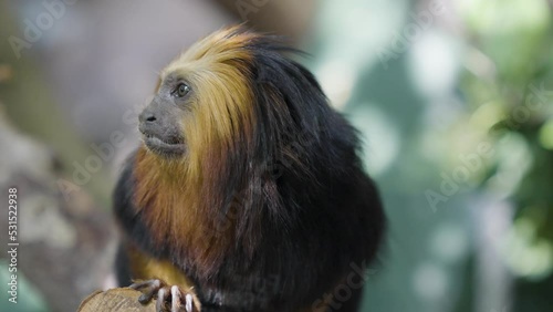  Lion tamarin monkey Sitting on a tree and looking around photo