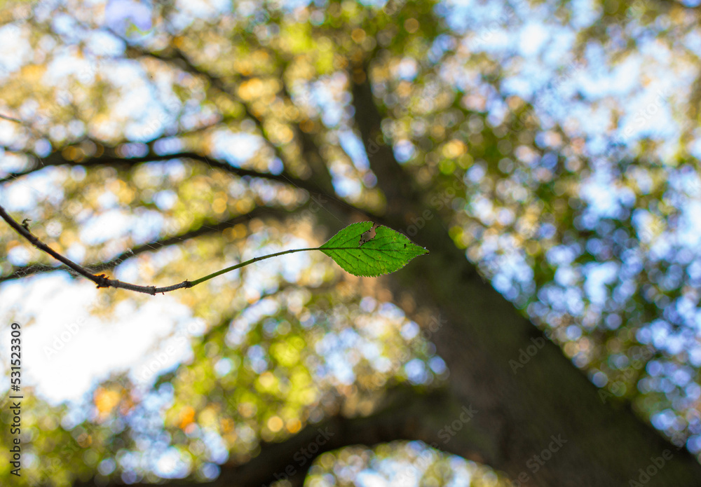 Obraz premium Single leaf with a blurry big tree in the background