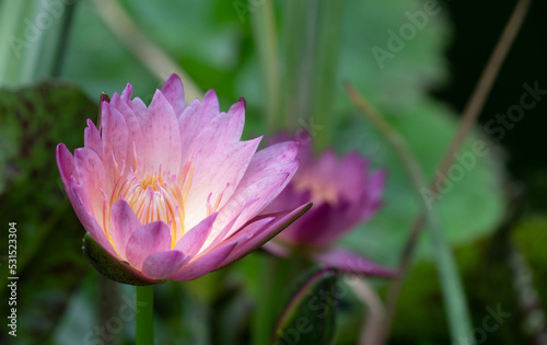 A water lily with pink petals grows on a lake among green leaves.