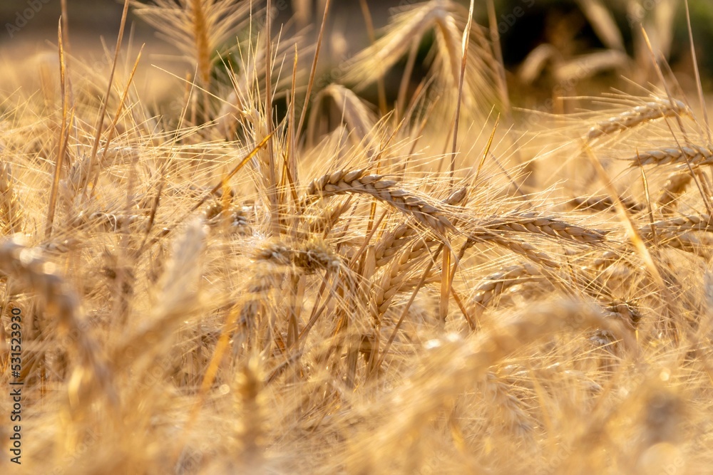 Fototapeta premium Espiga