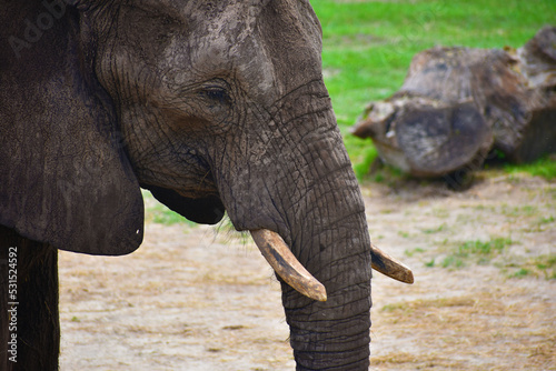Elephant
