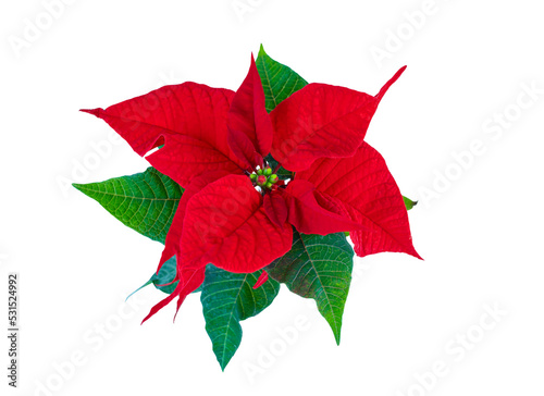 poinsettia flower isolated on white photo