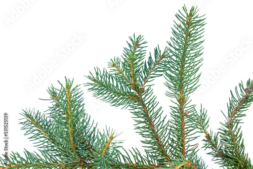 branches of a pine isolated on white