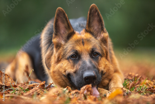 german shepherd portrait