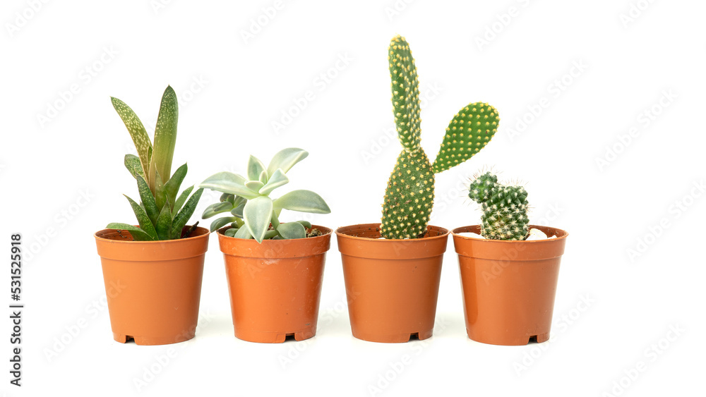 Group of succulent cactus plant isolated on white background. Cactus in flower pot. Succulent background. Selective focus included.
