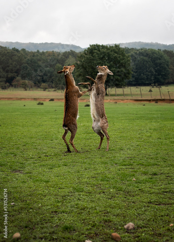two deer fighting on the field