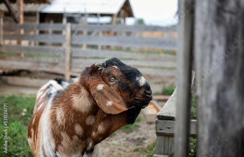 goat on the farm