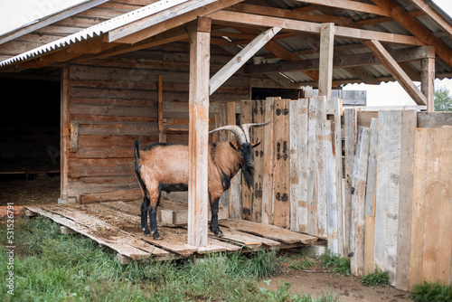 goat on the farm