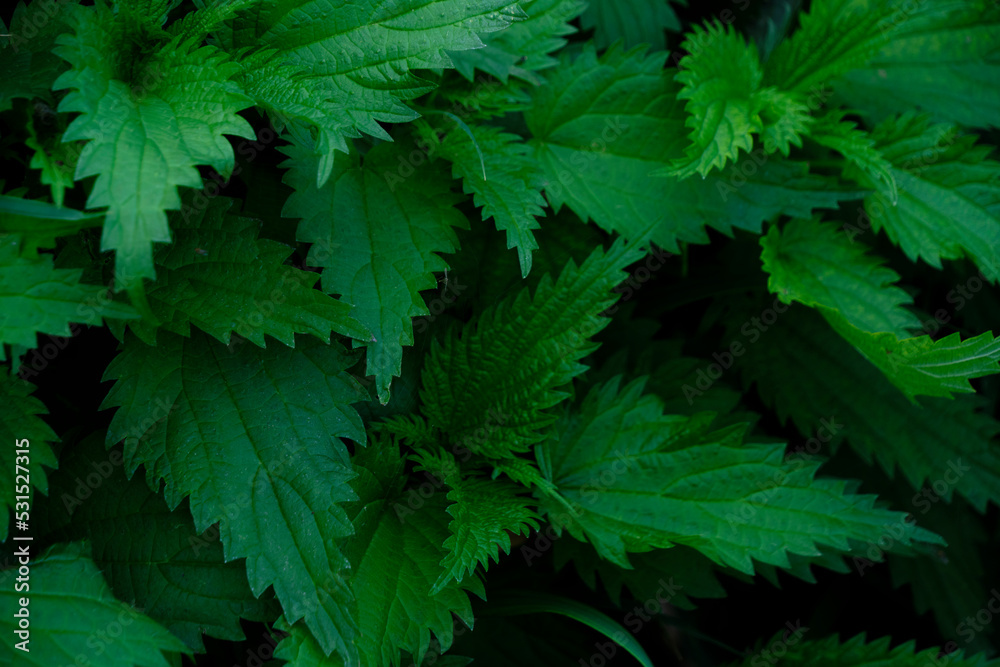 Background with green nettle foliage closeup. Background with green nettle foliage closeup.