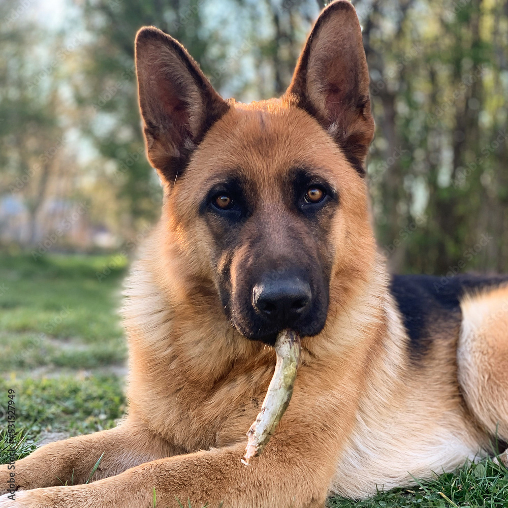 Close up portrait of german shepherd with stick Close up portrait of german shepherd with stick