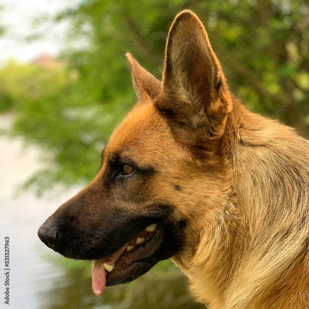 Close up portrait of german shepherd at the river Close up portrait of german shepherd at the river