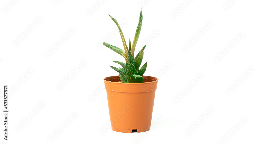 Succulent cactus plant isolated on white background. Cactus in flower pot. Succulent background. Selective focus included. Succulent cactus plant isolated on white background. Cactus in flower pot. Succulent background. Selective focus included.