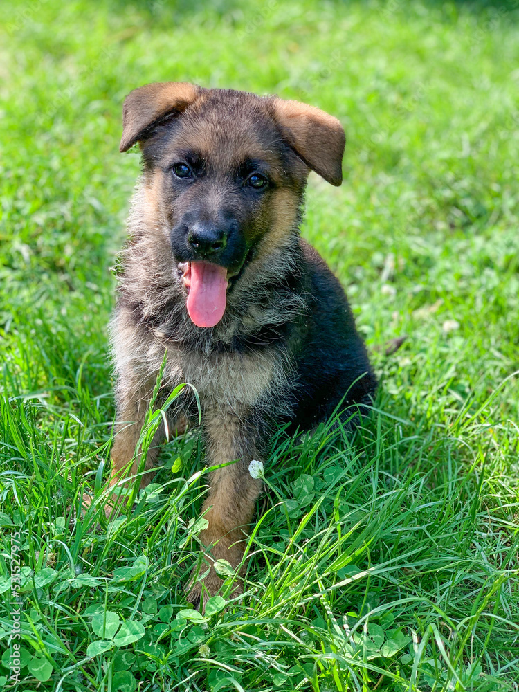 Little cute puppy of german shepherd Little cute puppy of german shepherd