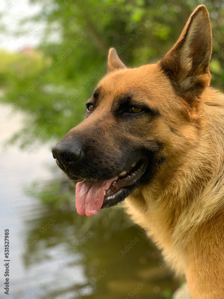 The close up view of German shepherd dog with pull out tongue The close up view of German shepherd dog with pull out tongue