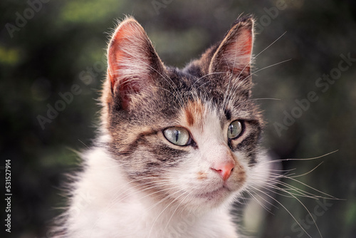 Cat  Portrait of cute cat © Bilal Ulker