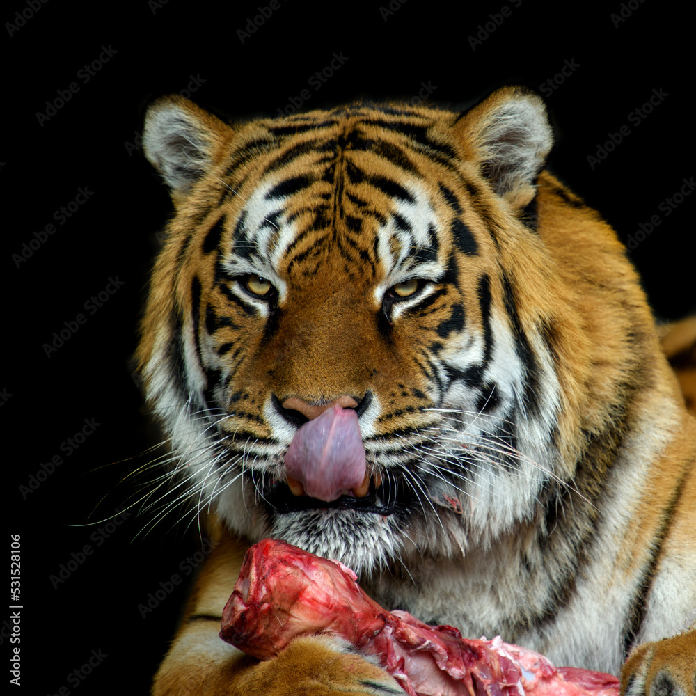 Fototapeta premium Tiger eating meat on black background