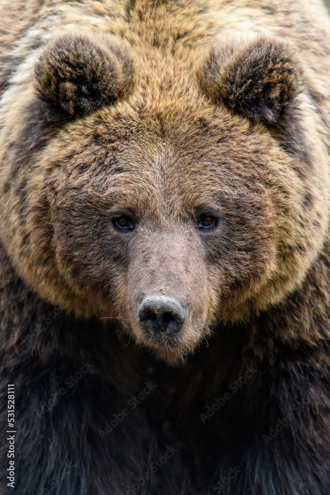 Wild Brown Bear (Ursus Arctos) portrait in the forest. Animal in natural habitat