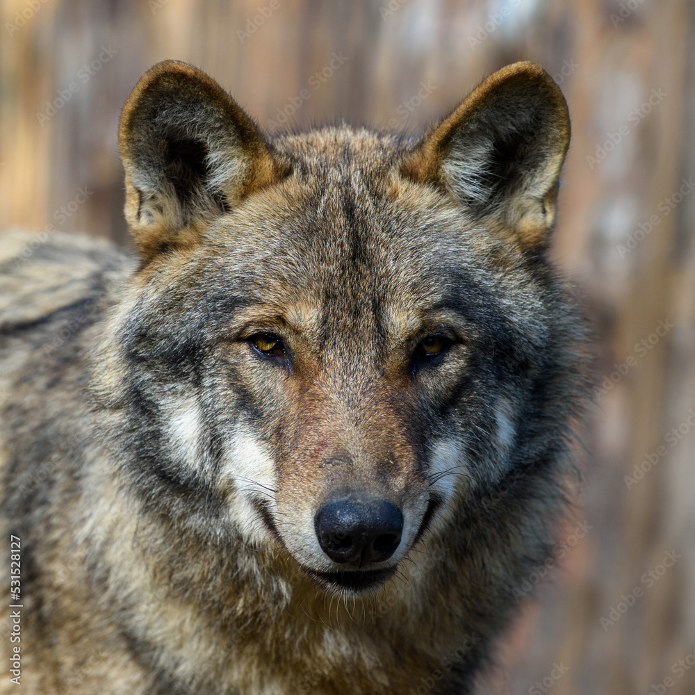 Obraz premium Wolf portrait in forest. Wildlife scene from nature. Wild animal in the natural habitat