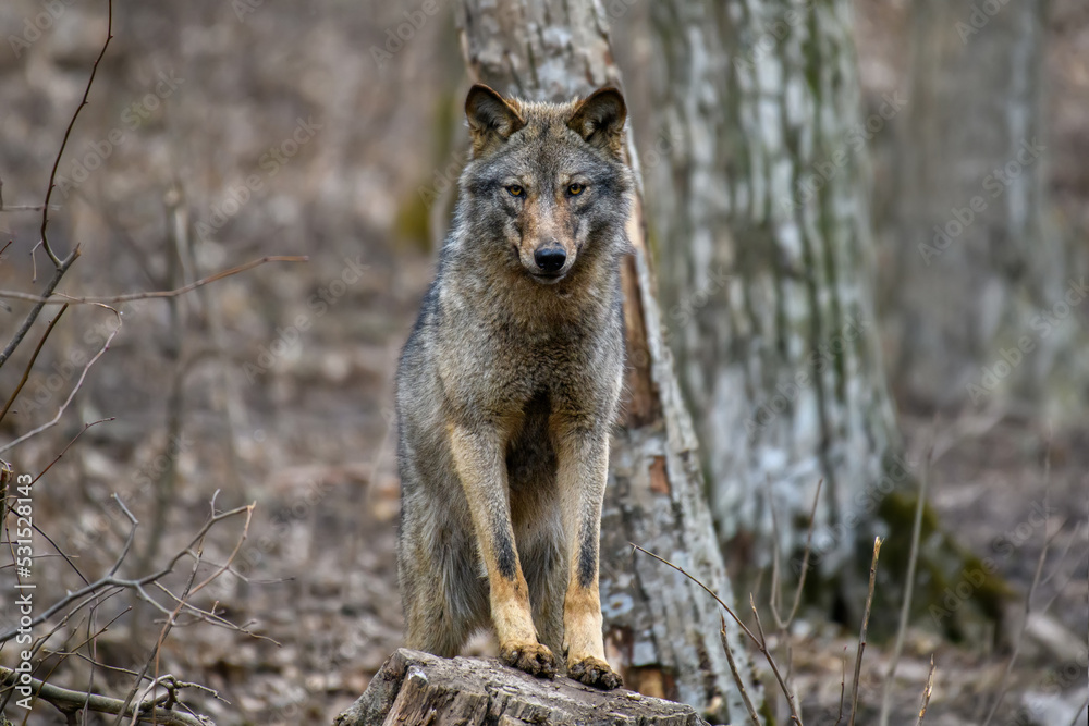 Two wolfs in forest. Wildlife scene from nature. Animal in the natural habitat Two wolfs in forest. Wildlife scene from nature. Animal in the natural habitat