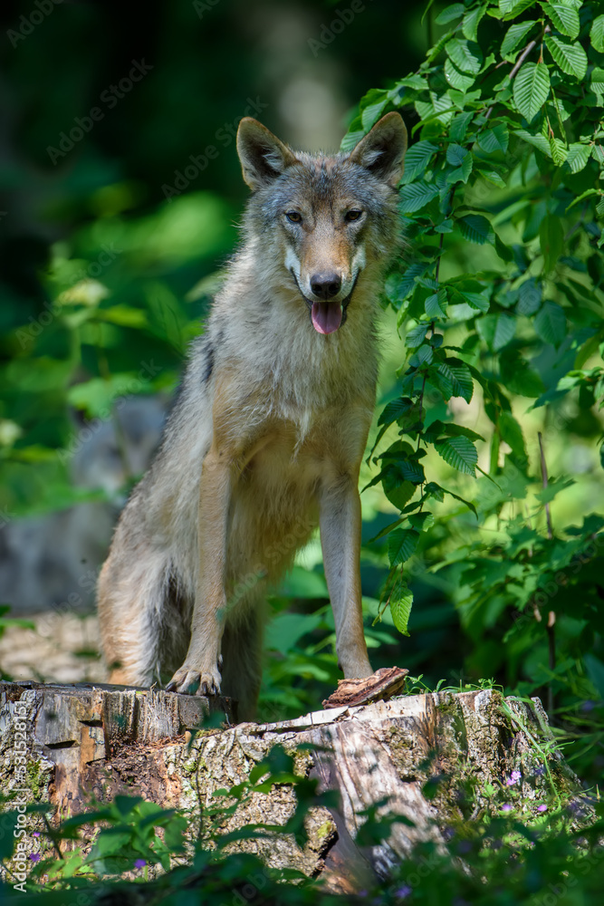 Two wolfs in forest. Wildlife scene from nature. Animal in the natural habitat Two wolfs in forest. Wildlife scene from nature. Animal in the natural habitat