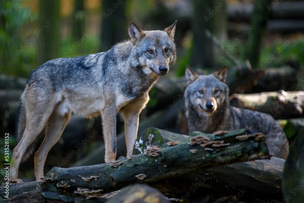 Two wolfs in forest. Wildlife scene from nature. Animal in the natural habitat Two wolfs in forest. Wildlife scene from nature. Animal in the natural habitat