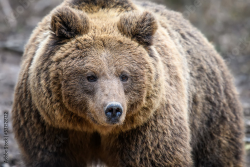 Wild Brown Bear (Ursus Arctos) portrait in the forest. Animal in natural habitat © byrdyak