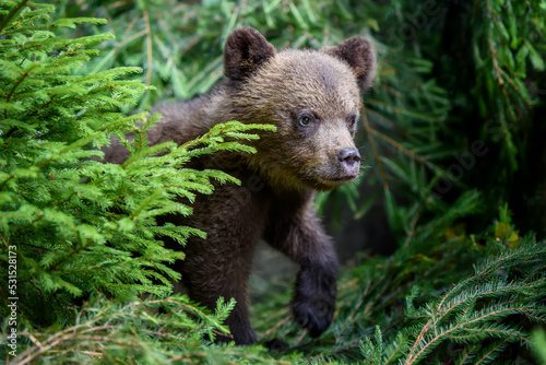 Baby brown bear cub in the forest. Animal in the nature habitat