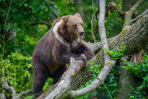 Wild Brown Bear (Ursus Arctos) on tree in the forest. Animal in natural habitat