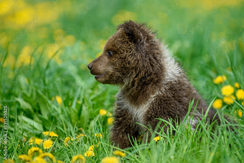 Fototapeta premium Young brown bear cub in the meadow with yellow flowers