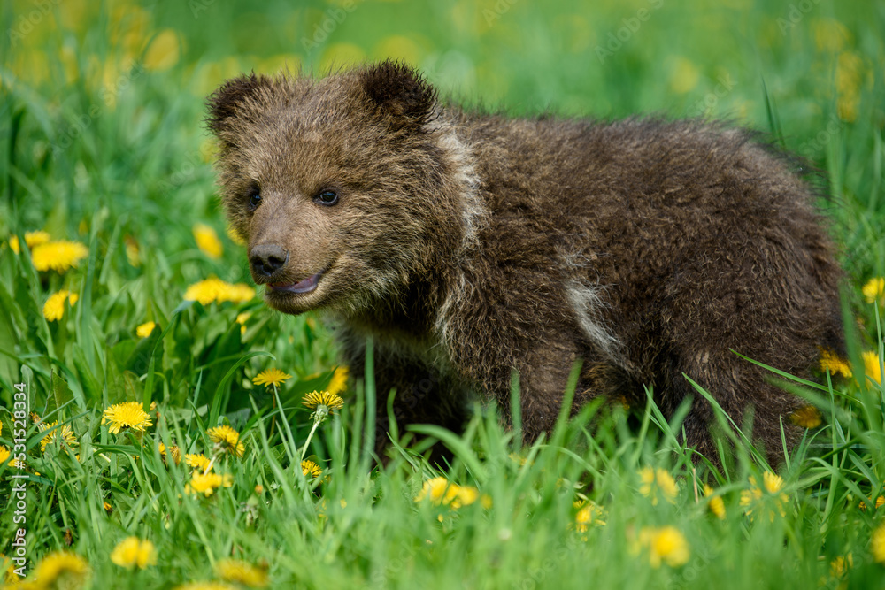 Young brown bear cub in the meadow with yellow flowers Young brown bear cub in the meadow with yellow flowers