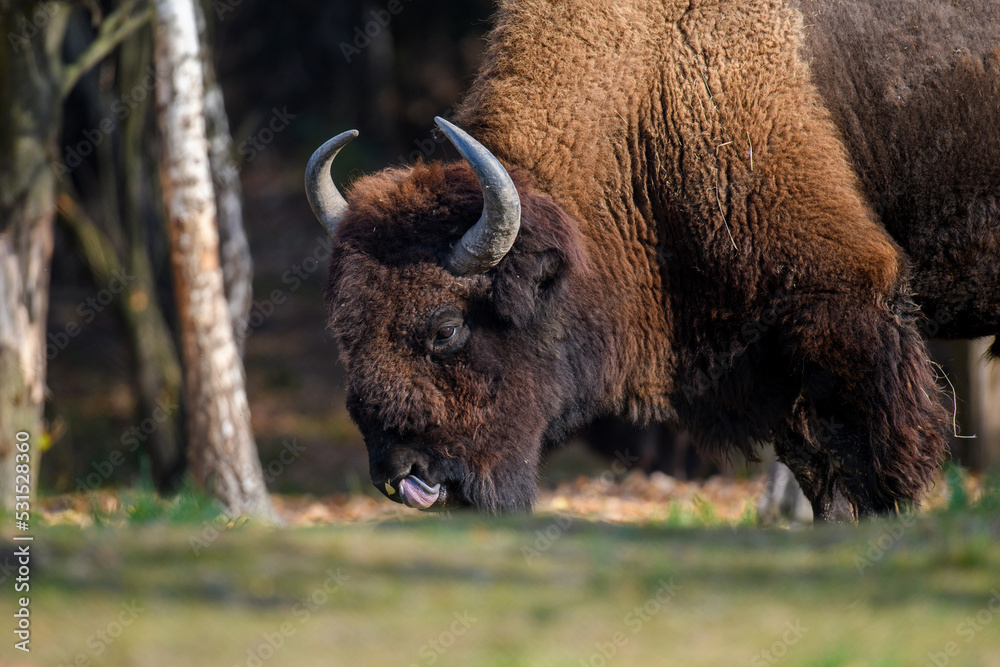 Wild adult Bison in the autumn forest. Wild animal in the natural habitat Wild adult Bison in the autumn forest. Wild animal in the natural habitat