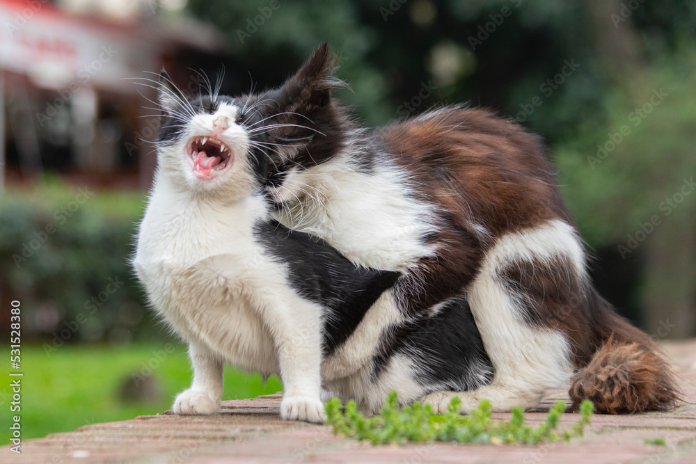 cats mating; Portrait of cute cat