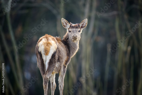 Majestic female deer stag in forest. Animal in nature habitat. Wildlife scene © byrdyak