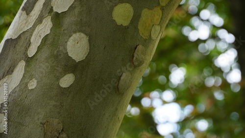 The trunk, bark, leaves and fruits of Platanus occidentalis, also known as the American, London plane tree. Bark of the sycamore tree. Maple. Sycamore. Different colors of the tree trunk.  Hispanica.