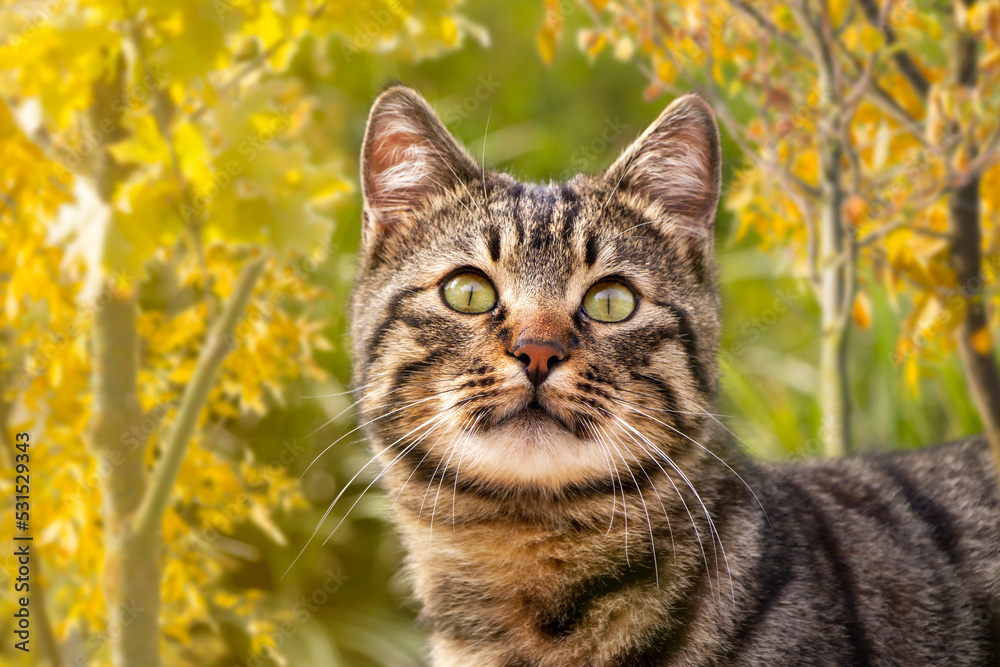 Fototapeta premium Cat; Portrait of cute cat