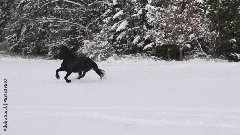 Friesian stallion running in winter field. Black Friesian horse runs gallop in winter. Friesian stallion running in winter field. Black Friesian horse runs gallop in winter.