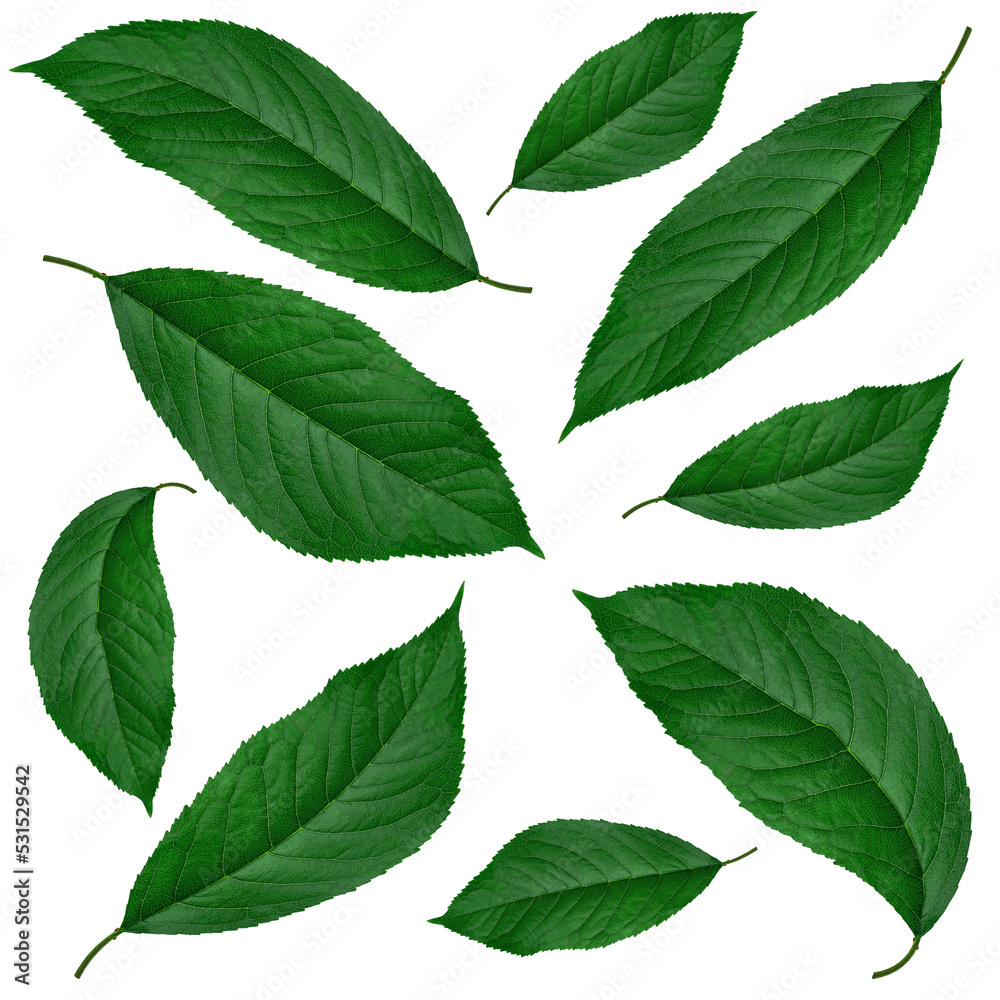 Fototapeta premium green leaves from cherry, on a white background in isolation, collage