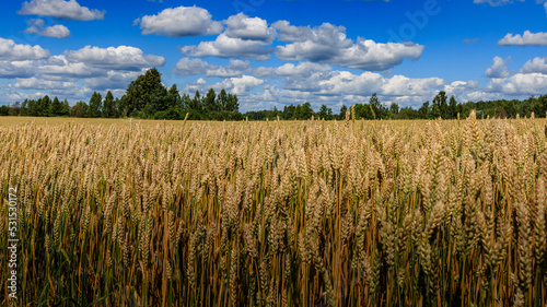 Wheat field and sky.