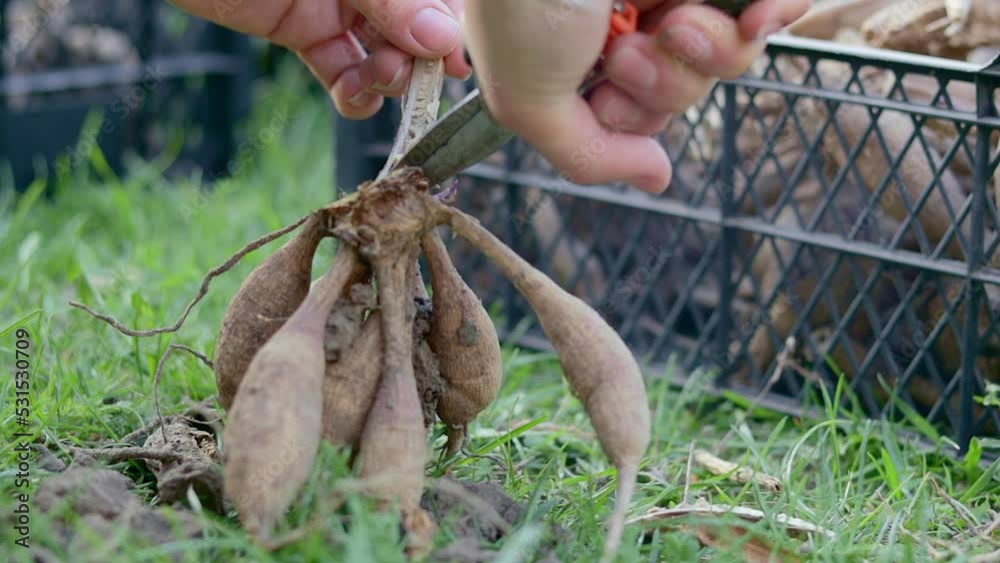 The gardener sorts out dahlia tubers. Plant root care. Dahlia tubers on