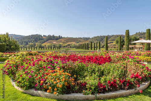 A Flower Bed of Red, Gold and Yellow Zinnias Against a Backdrop if Italian Cypresses and Vineyards in Sonoma County Wine Region, California photo
