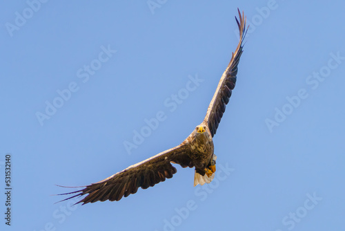 Seeadler