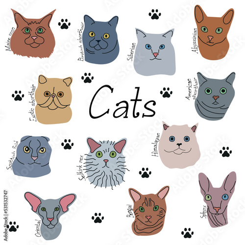 Set of flat icons with cats. Colorful cat breeds in hand drawn cartoon style and paw prints on white background. Vector illustration.