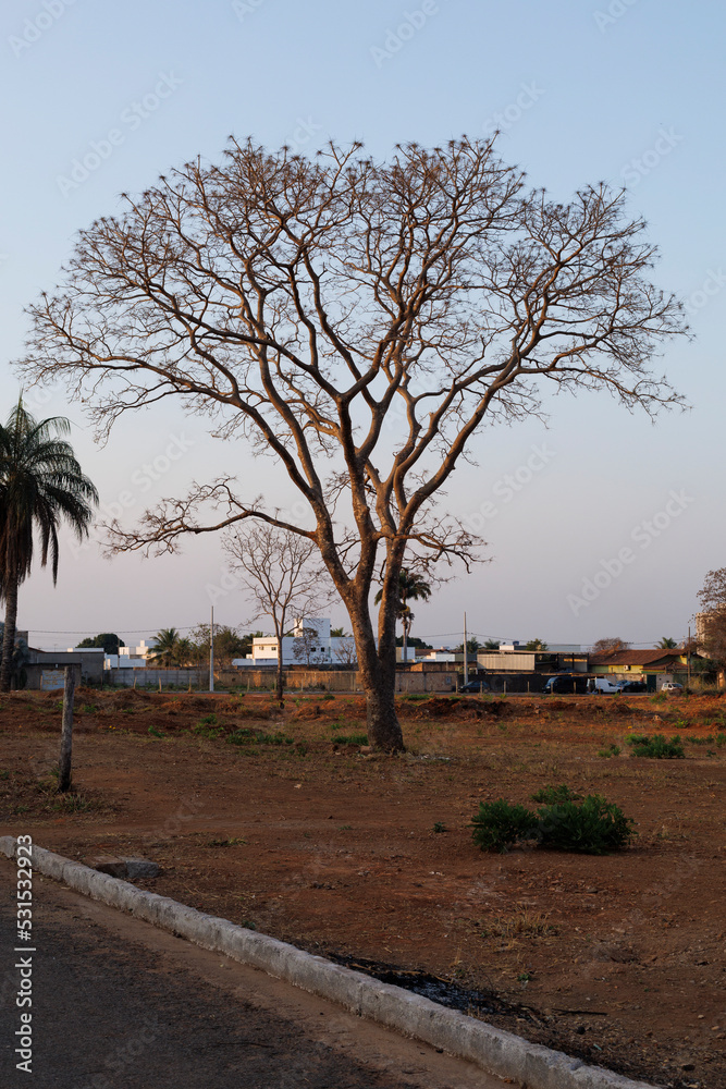 poor house in the cerrado of brazil poor house in the cerrado of brazil