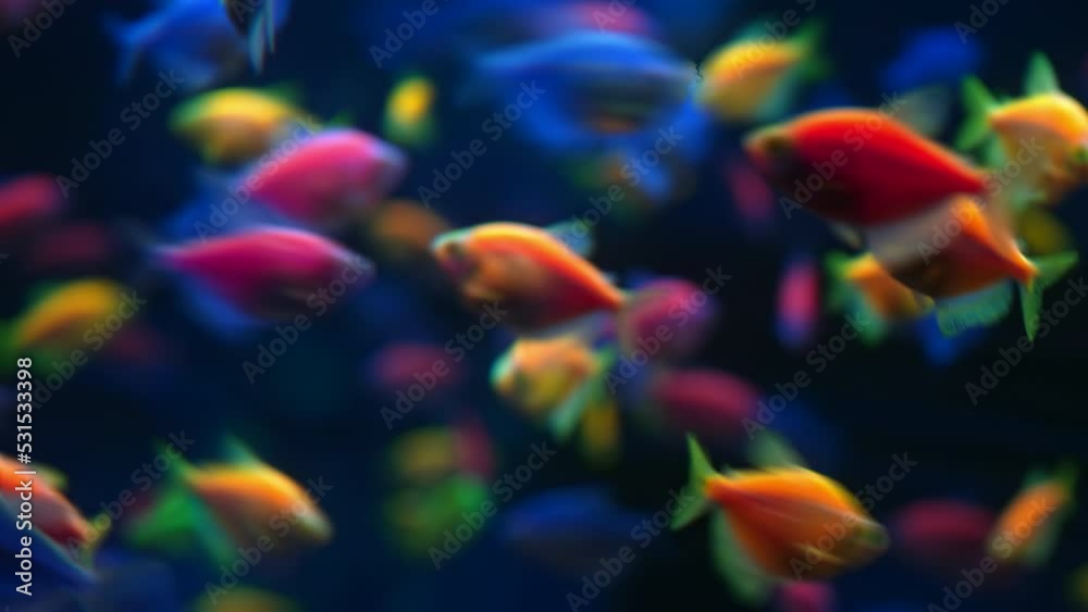 Tropical colored glofish - Gymnocorymbus ternetzi fish swimming in aquarium. View of fluorescent genetically engineered underwater pisces inhabitants. Sea bottom. Colorful nature calming background.